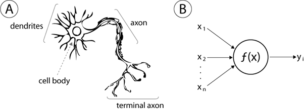 Neuron in brain vs Artificial neuron