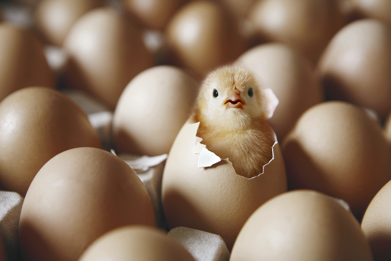 Chick hatching from egg on egg tray