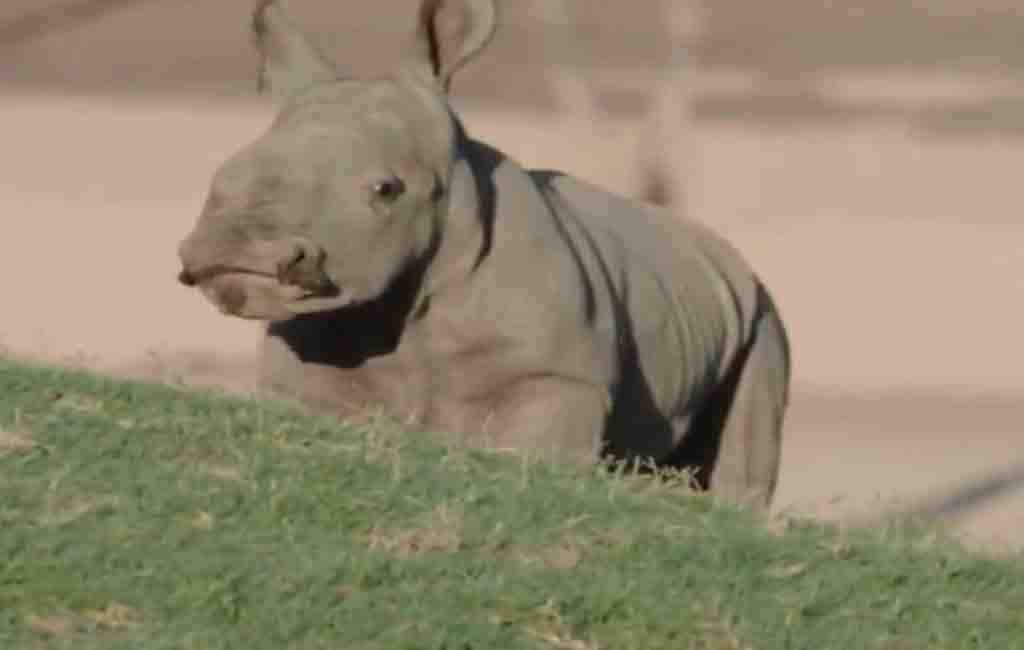 How many rhinos are at the San Diego Zoo?