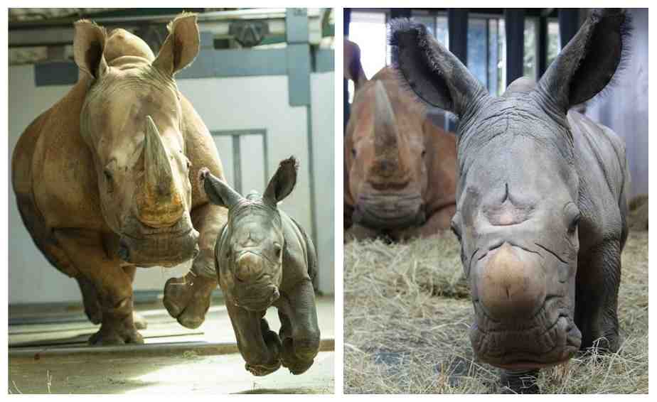 Is Black Rhino extinct?