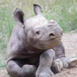 San Diego Zoo welcomes the birth of an adorable white rhino calf