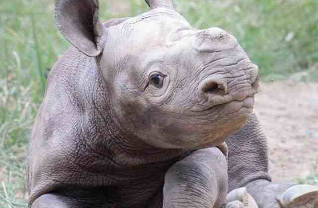 San Diego Zoo welcomes the birth of an adorable white rhino calf